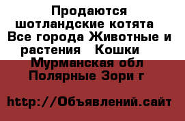 Продаются шотландские котята - Все города Животные и растения » Кошки   . Мурманская обл.,Полярные Зори г.